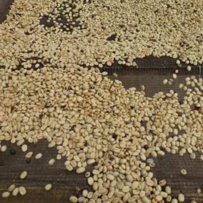 Bio-Kaffeebohnen beim Trocknen.