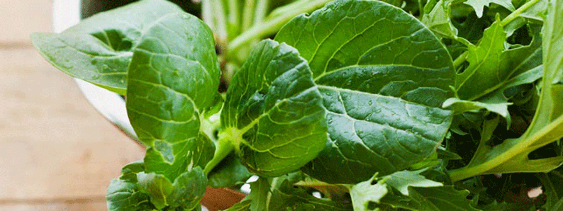 „Four-Seasons-Gardening“: Asia Salate für die vierte Anbausaison - Ja