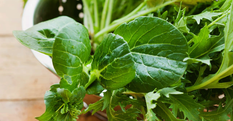„Four-Seasons-Gardening“: Asia Salate für die vierte Anbausaison