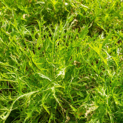 Nahaufnahme von Bio-Mizuna.