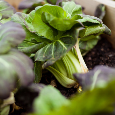 Kräuterbünde zum Trocknen aufgehängt.