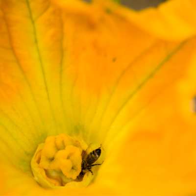 Nahaufnahme einer Blüte.