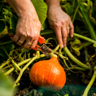 Jemand erntet einen Bio-Kürbis.