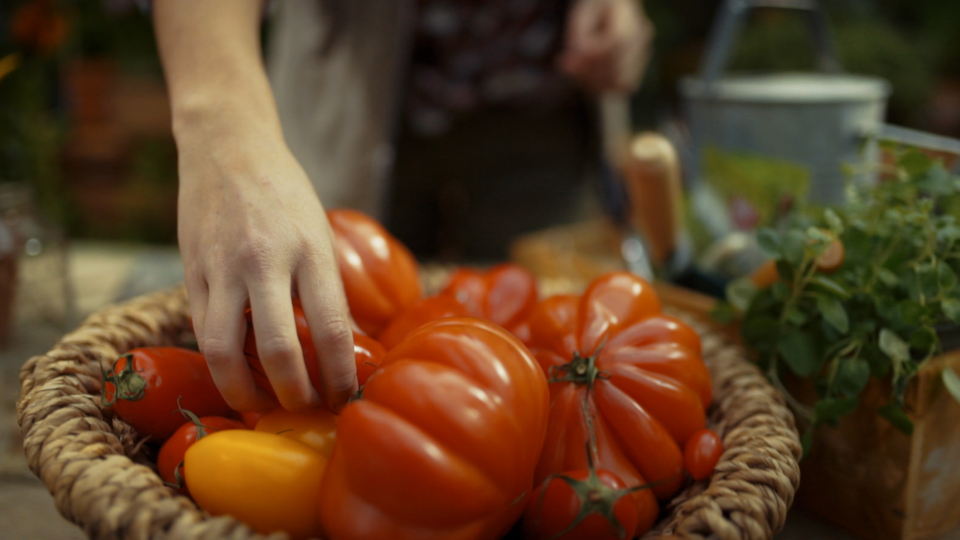 Bio-Garten Tutorial: Samen von Paradeisern selbst gewinnen