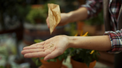 Jemand präsentiert Bio-Samen auf der Hand.