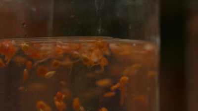 Bio-Paradeisersamen, eingelegt in Wasser.