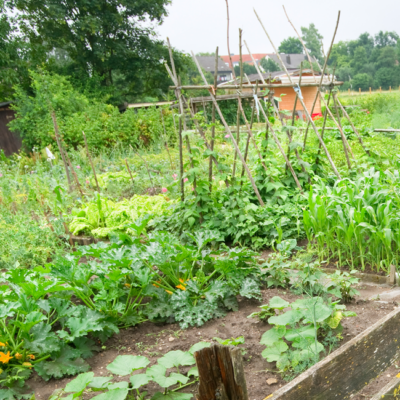 Gemüsegarten mit grünen Pflanzen.