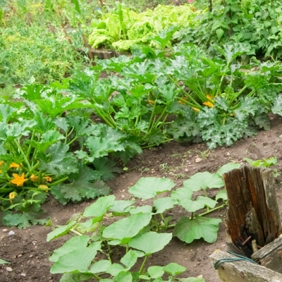 Gemüsegarten mit grünen Pflanzen.