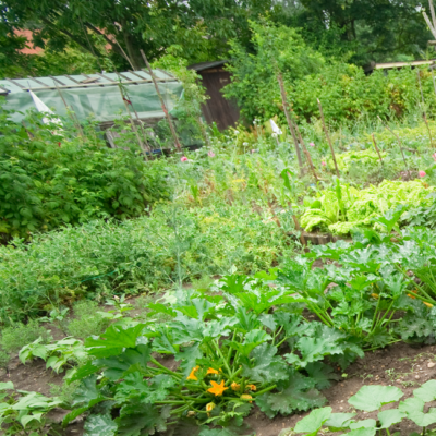 Gemüsegarten mit grünen Pflanzen.