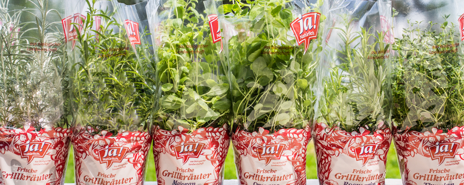 Ja! Natürlich Bio-Grillkräuter im Topf, diverse Sorten.