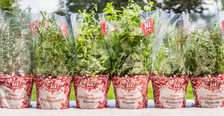 Ja! Natürlich Bio-Grillkräuter im Topf, diverse Sorten.