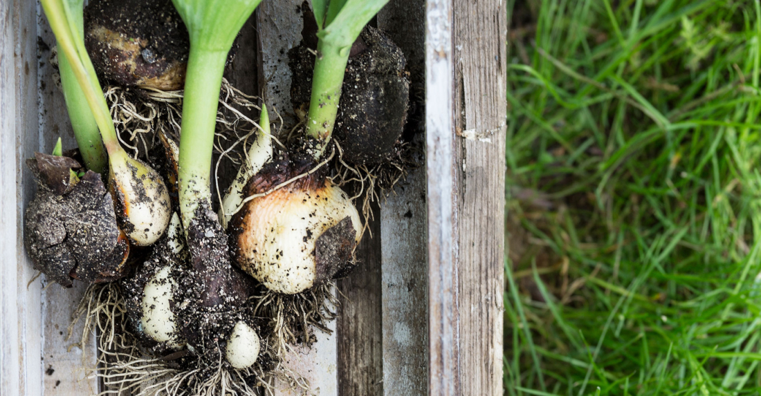 Zwiebelblumen – Frühlingsboten für Gartenbeet und Balkonkistl