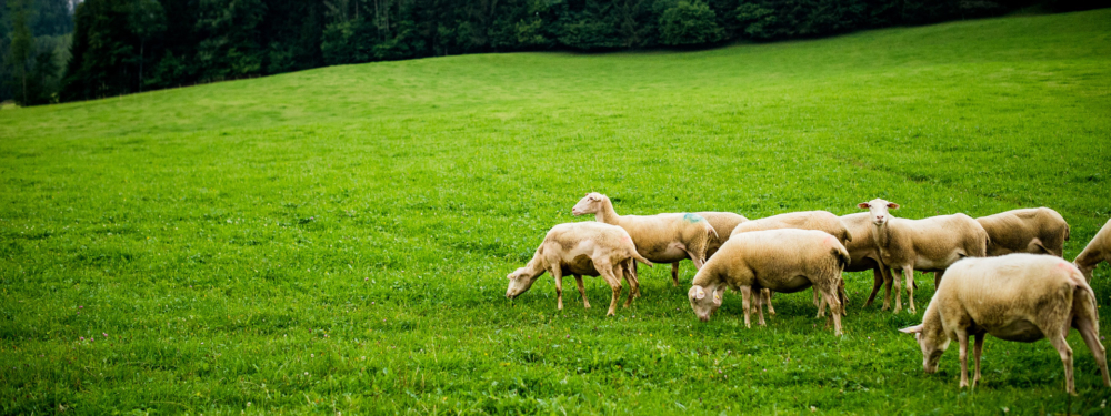 Bio-Schafe auf der Wiese.