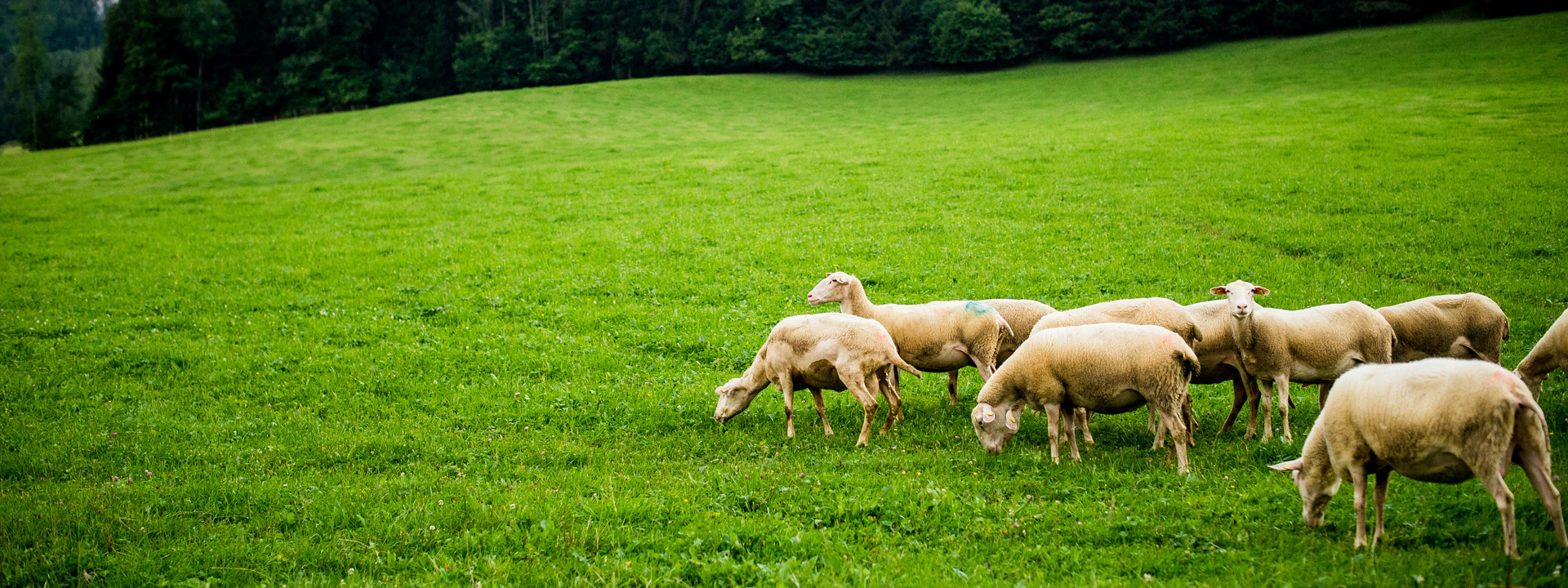 Bio-Schafe auf der Wiese.