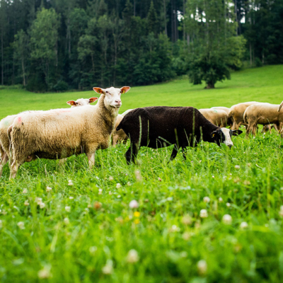 Bio-Schafe auf der Wiese.