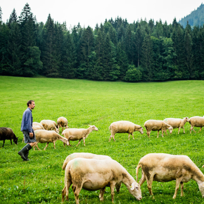 Bio-Schafe auf einer Wiese.