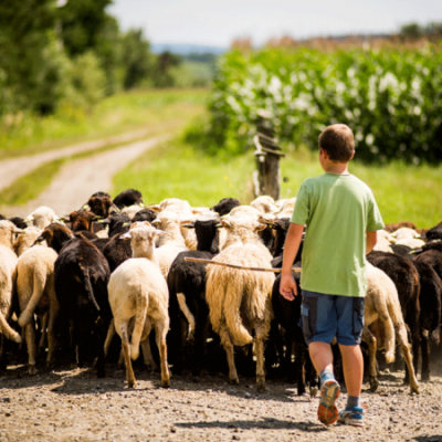 Ein Kind hütet Bio-Schafe.