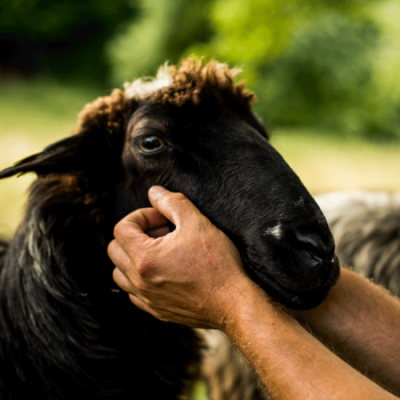 Jemand streichelt ein Bio-Schaf.