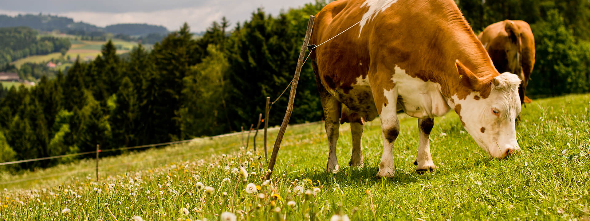 Bio-Kuh auf einer Weide.