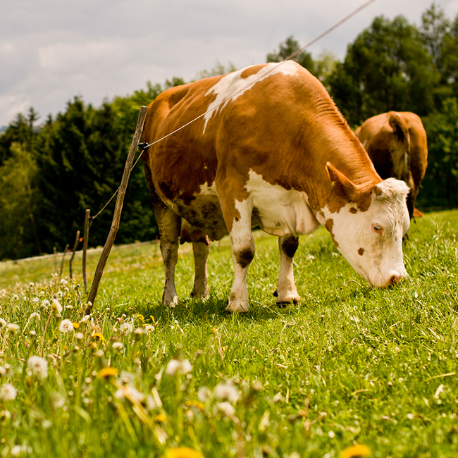 Studien beweisen: Bio ist besser