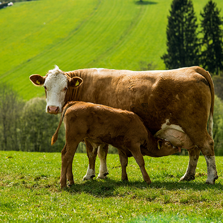 Glückliche Bio-Kuh mit Kalb auf einer Weide.