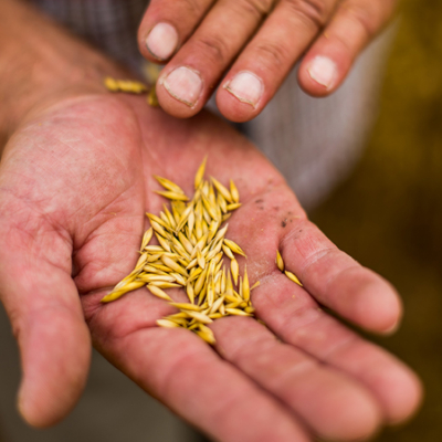 Jemand hält Getreidekörner in der Hand.