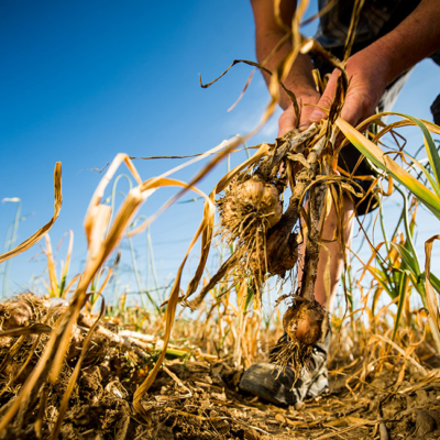 Jemand erntet Bio-Knoblauch.