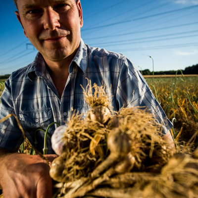 Jemand hält Bio-Knoblauch.
