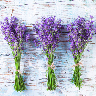 Bio-Lavendelbünder.