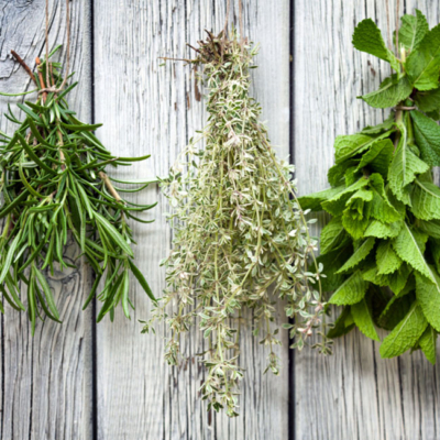 Bio-Kräuterbunde zum Trocknen aufgehängt.