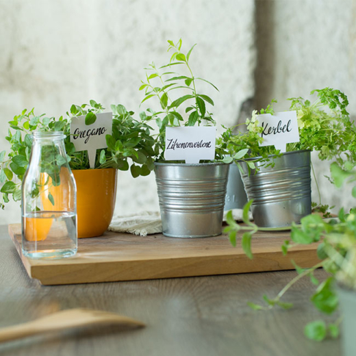 Kräuter in Töpfen.