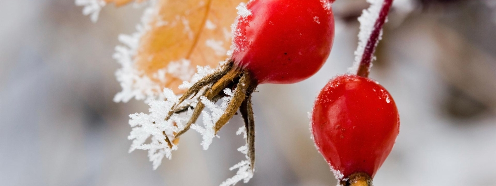 Vereiste Bio-Hagebutten.