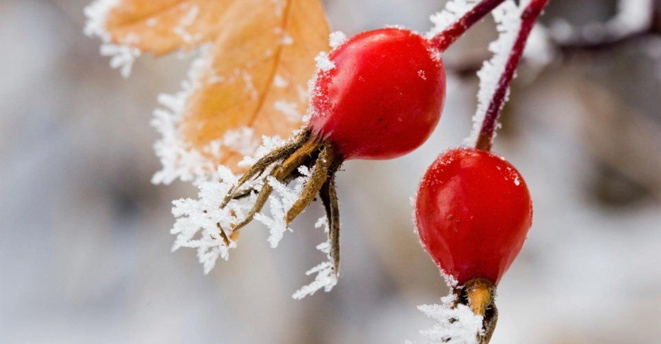 Wir schicken Garten, Terrassen- und Balkonpflanzen in den Winterschlaf!