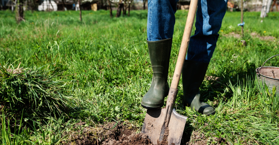 Wer süße Früchte im Garten oder am Balkon ernten will, pflanzt jetzt Obstbäume!