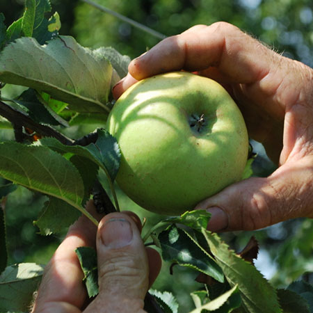 Jemand pflückt einen Bio-Apfel.