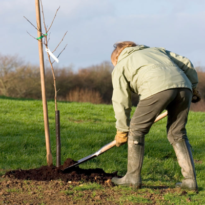 Jemand pflanzt einen Baum ein.