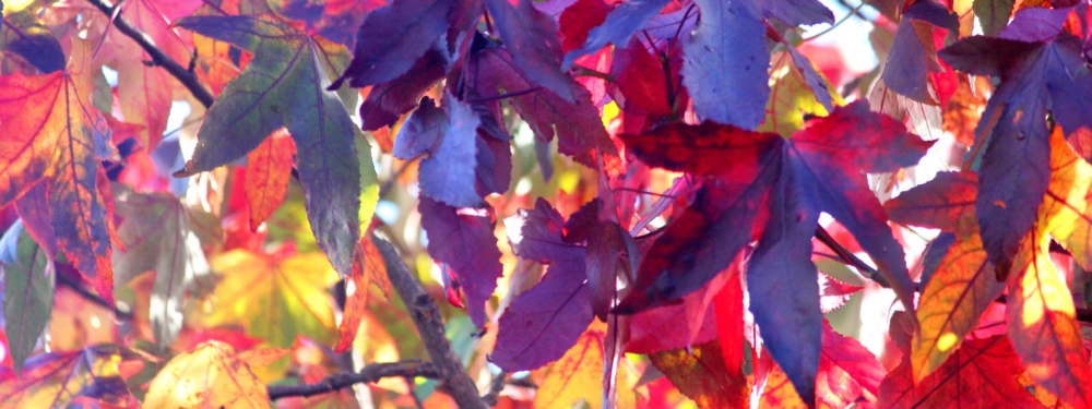 Rote Blätter auf Ästen.