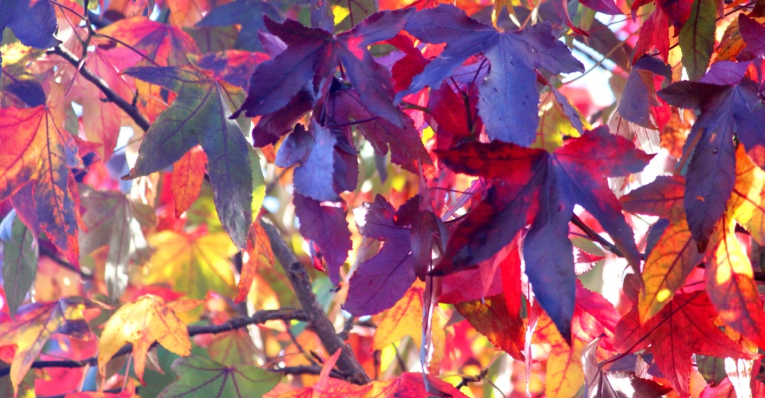 Im Herbst gibt’s viel zu tun: 5 Experten-Tipps für den Bio-Garten