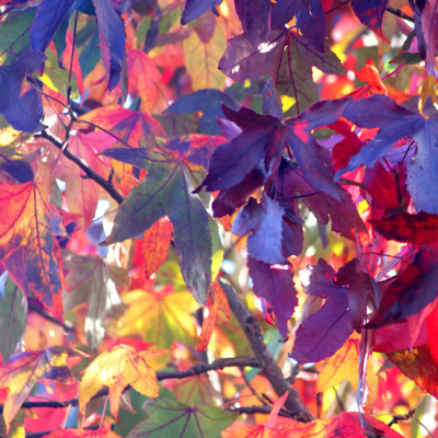 Rote Blätter auf Ästen.