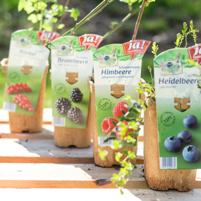 Ja! Natürlich Bio-Beerenjungpflanzen im Topf, diverse Sorten.