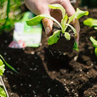 Jemand setzt Ja! Natürlich Salat ein.