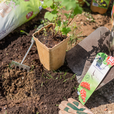 Ja! Natürlich Bio-Beerenpflanze im Topf auf Erde.
