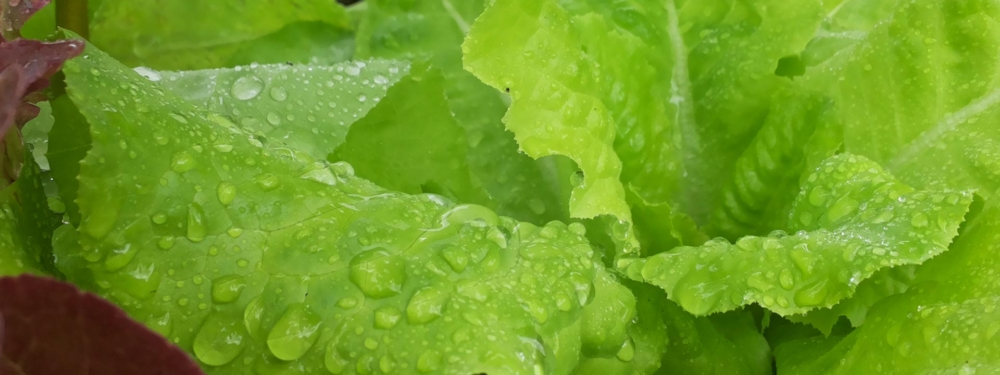Salatblätter mit Wassertropfen.