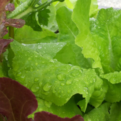 Bio-Blattsalat frisch gewässert