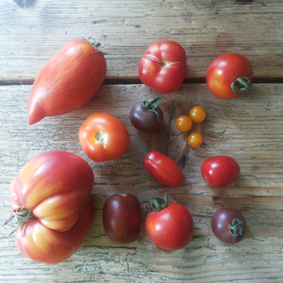 Verschiedene Paradeiser-Sorten.
