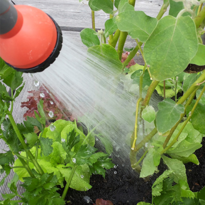 Jemand gießt sein Gemüse.