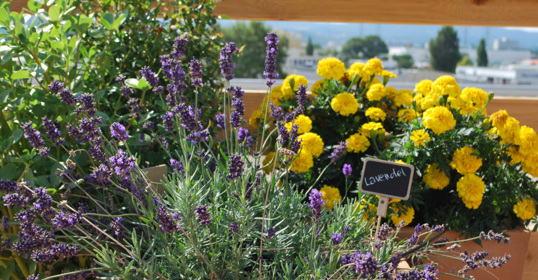 Bio-Urban Gardening Guide für gesunden Boden