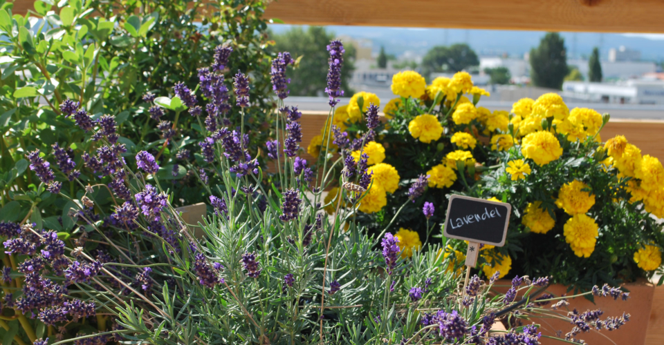 Pflanzenschutz nach Bio-Art: Mit der Natur!