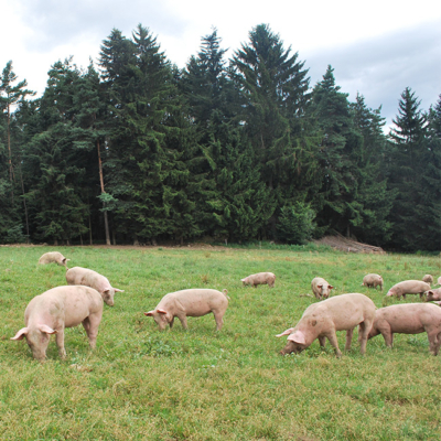Bio-Schweine auf einem Feld.