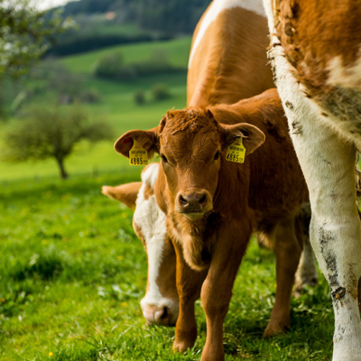 Bio-Kuh mit ihren Kälbern.